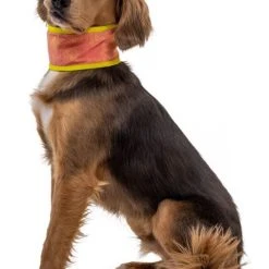 RuffWear Swamp Cooler Neck Gaiter Koirien Viilennyskauluri