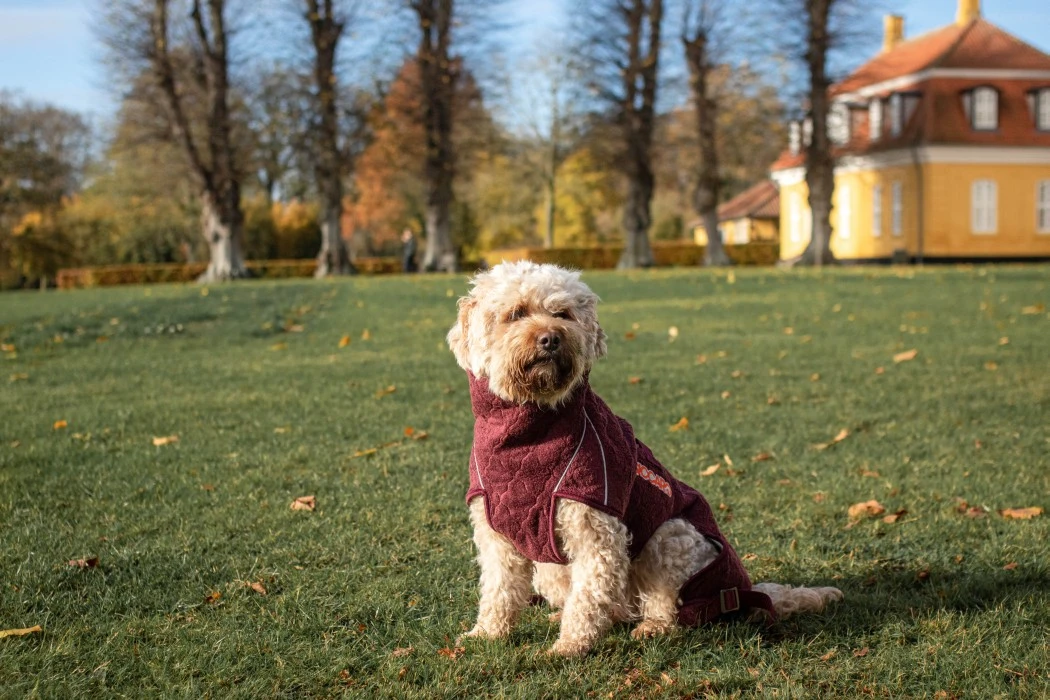 Siccaro Solution Kuivausloimi, Zinfandel Red 70 (XXL) 4 Siccaro Solution Kuivausloimi, Zinfandel Red 70 (XXL) - Image 4