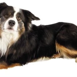 Trixie Bandagebinda Självhäftande 5 Cm/4,5 M 4-pack -Muck Boot Shop trixie bandagebinda sjalvhaftande 5 cm45 m 4 pack 4