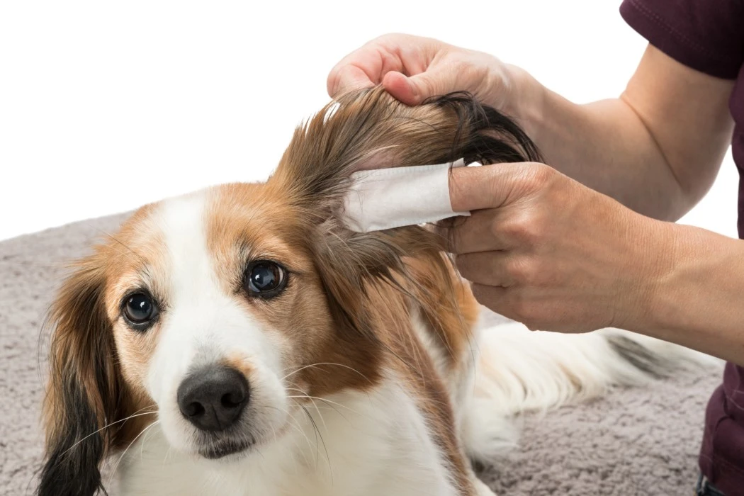 Trixie Fingerpads Aloe Vera Korvanhoitoon, 50 Kpl 2 Trixie Fingerpads Aloe Vera Korvanhoitoon, 50 Kpl - Image 2