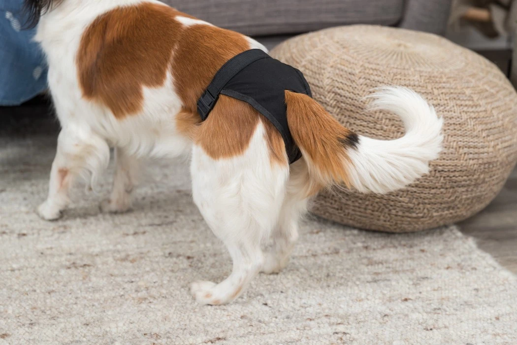 Trixie-narttusuoja, Musta, S 4 Trixie-narttusuoja, Musta, S - Image 4